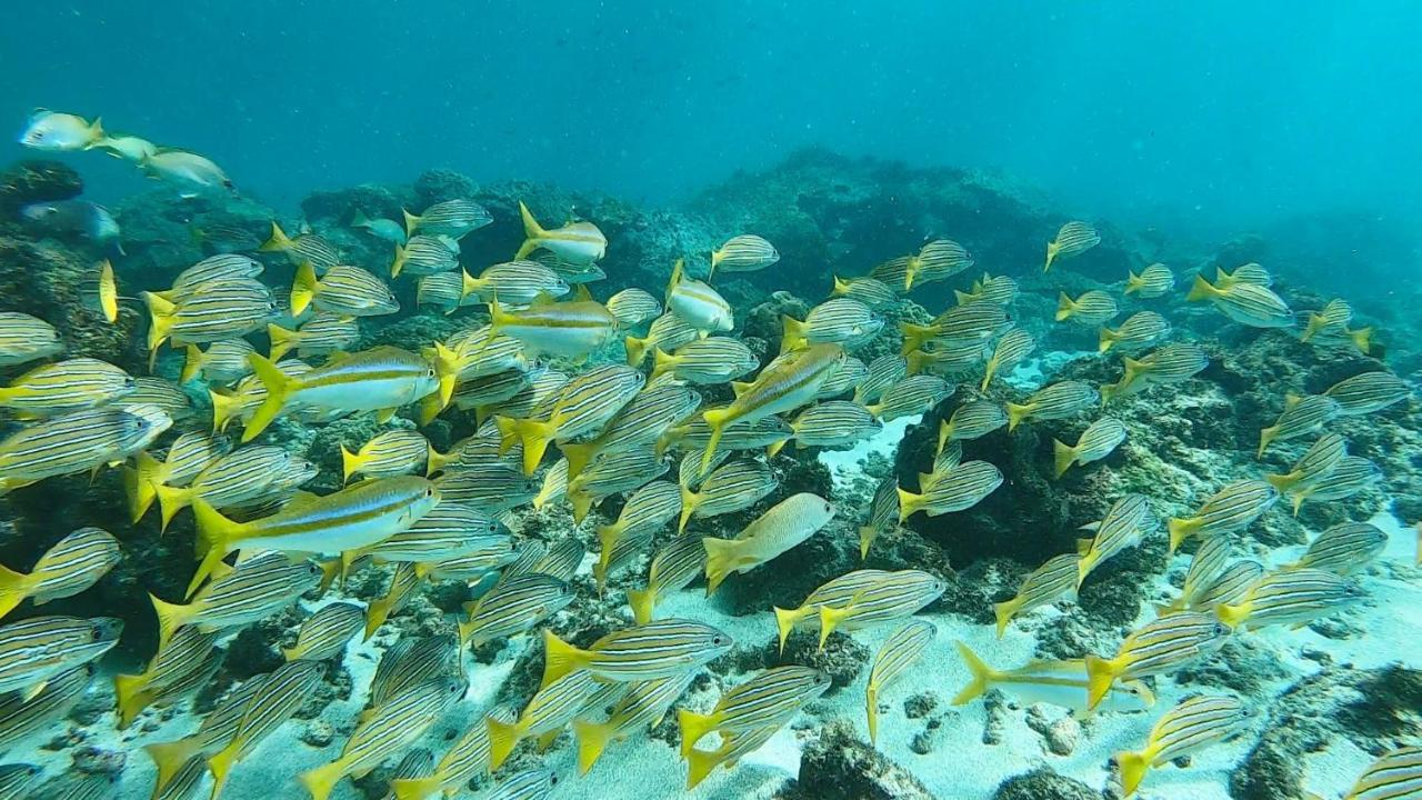 شقة Drakes Bay  في Mariposa Drake المظهر الخارجي الصورة